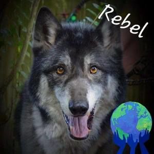 Meet your Posher, Richard